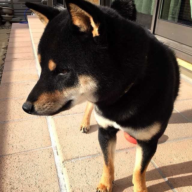 ふゆ