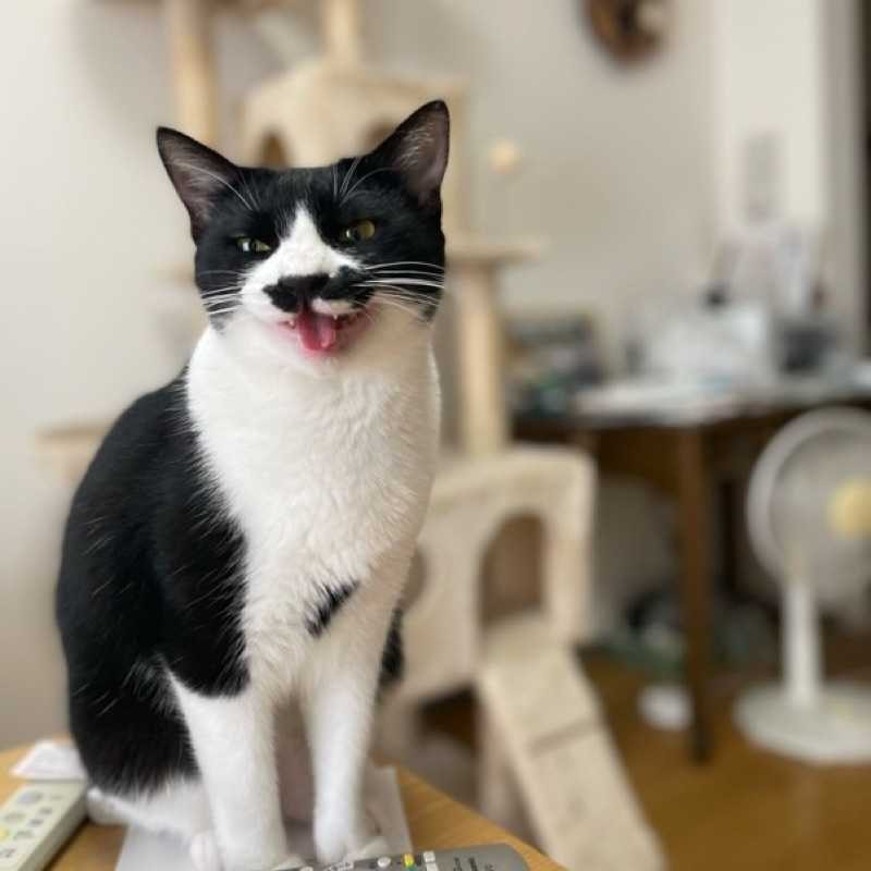 バロン(出品者)
