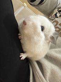 こぴ(出品者)