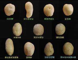 いも男爵(出品者)
