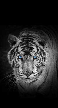TIGER(出品者)