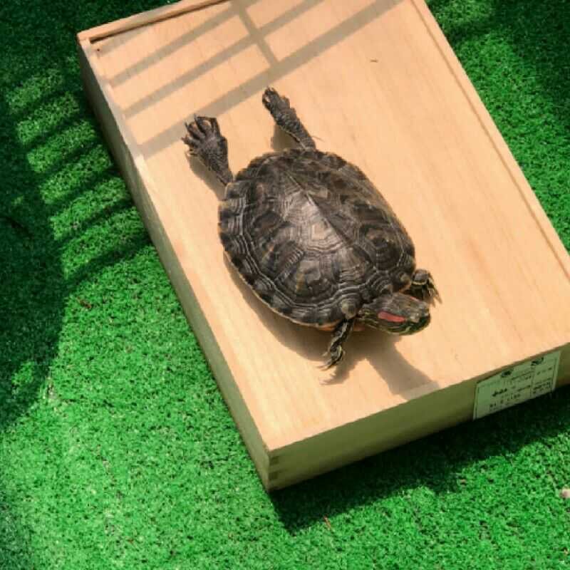 いまい(出品者)