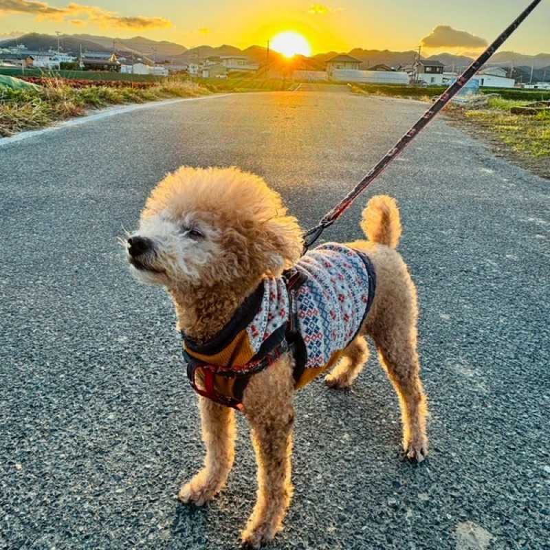 橋爪夕雨子