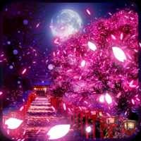 sakura_mau