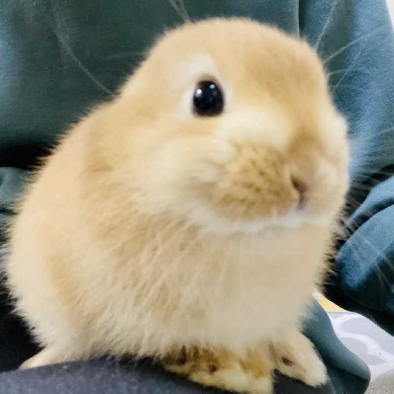 翼