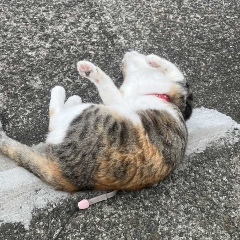なかまろ
