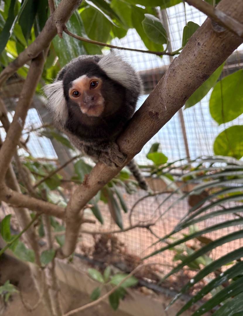 昨日ですが…久々に神戸行きました🫶平日の動物園はむっちゃ空い