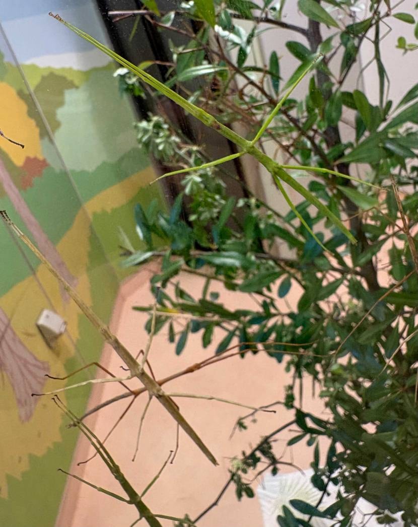 コッパーヘッド🐍早速履いて昆虫館行ってきました🤭昆虫の標本や