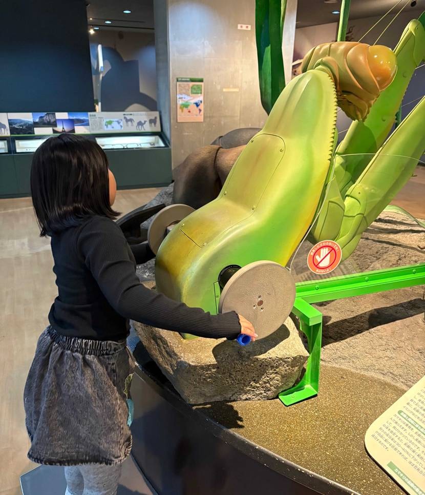 コッパーヘッド🐍早速履いて昆虫館行ってきました🤭昆虫の標本や