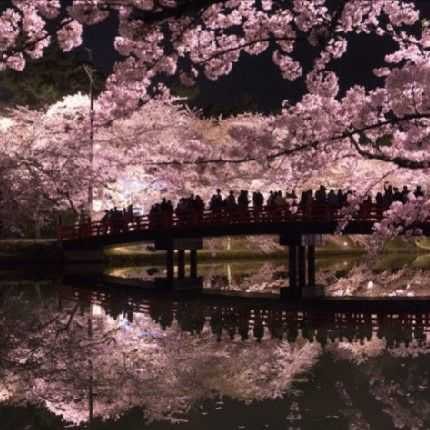 CHERRYBLOSSOM 