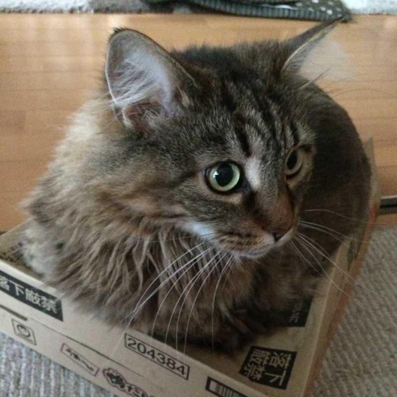 ぺに