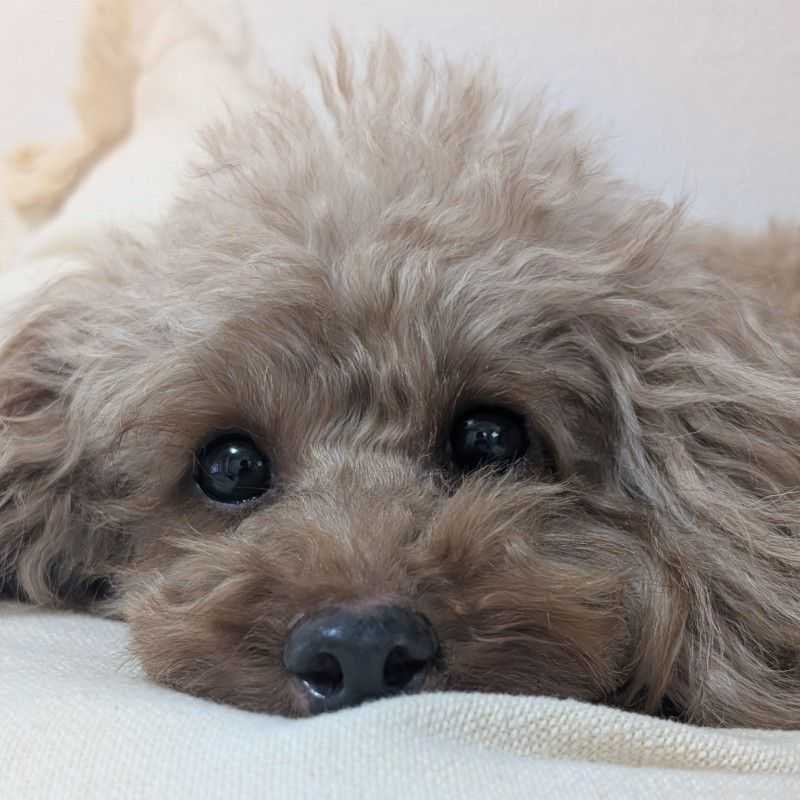 こうせい