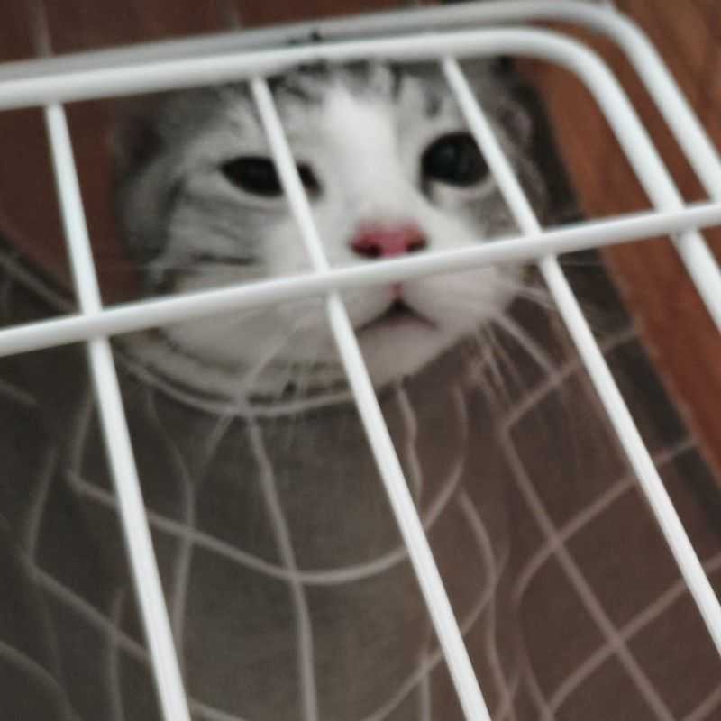 はくと