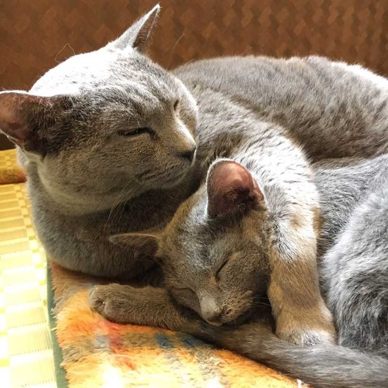 Russianblue