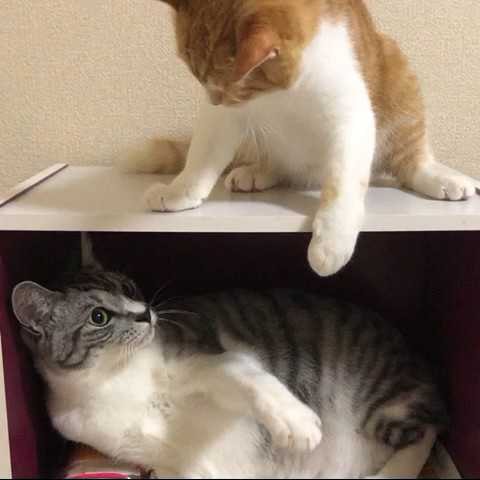 コロりん
