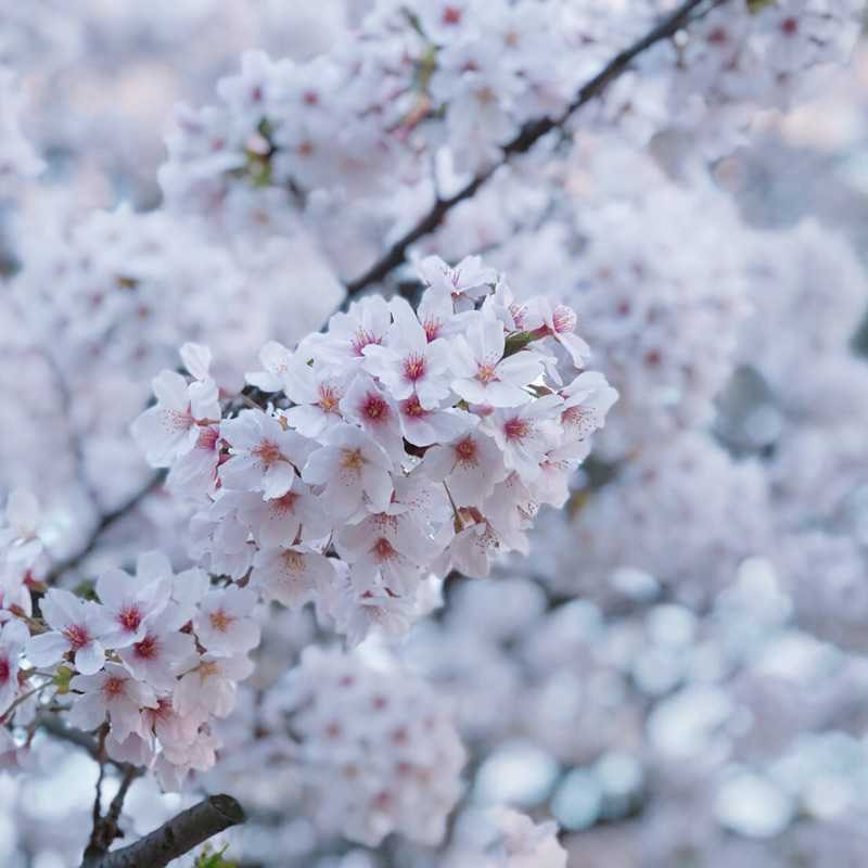 桜(出品者)