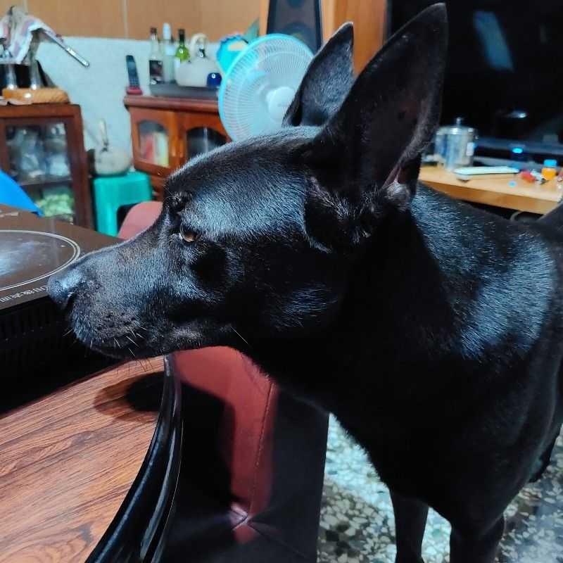 張辰楓