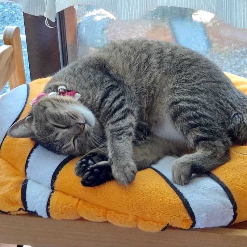 やっちゃん