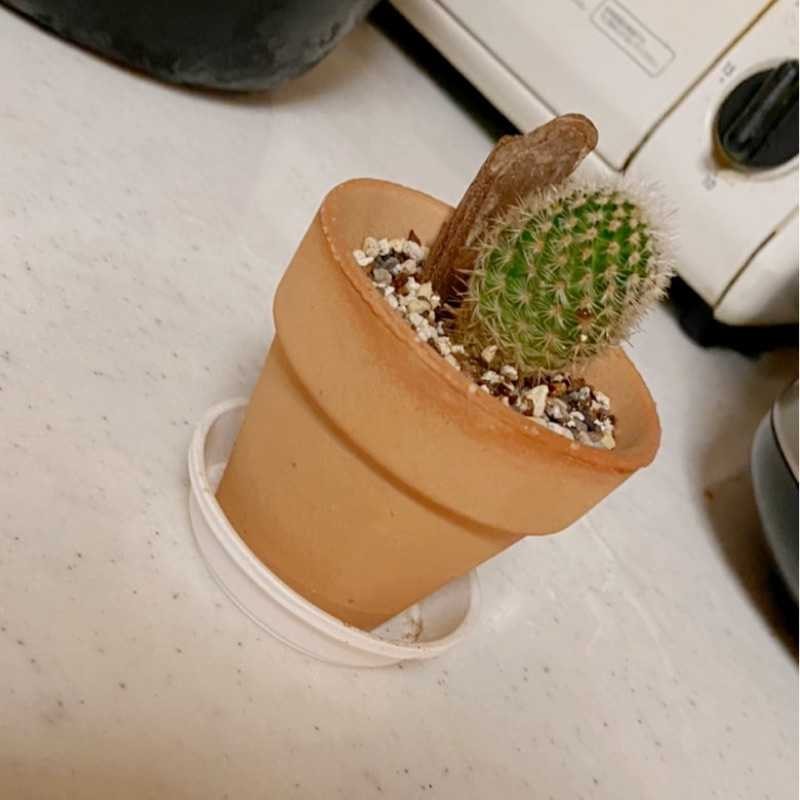 たぴおか