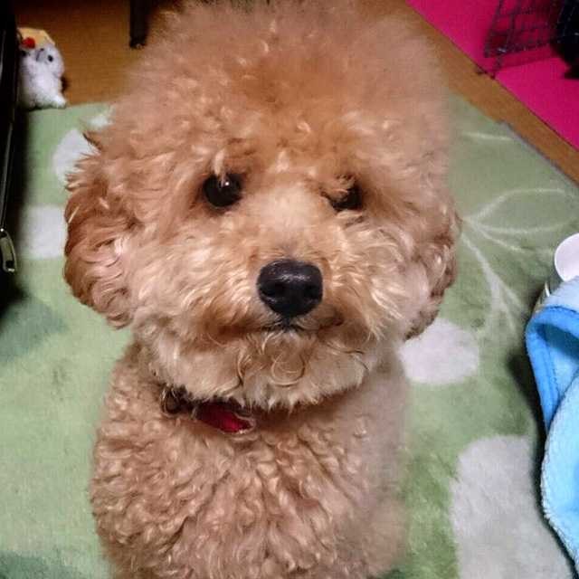 どぅー