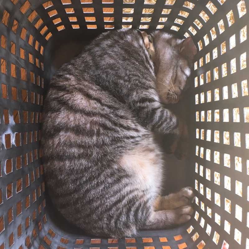もはみぬ