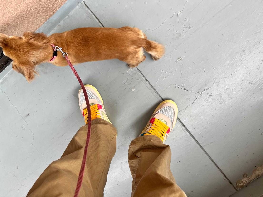 グァバが届いたからさっそく散歩に😳
最初横狭くて痛かったけど慣れたらなんの問題