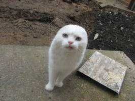 ようよう