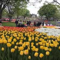 Jp Tulip
