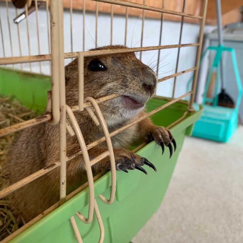 にわとり