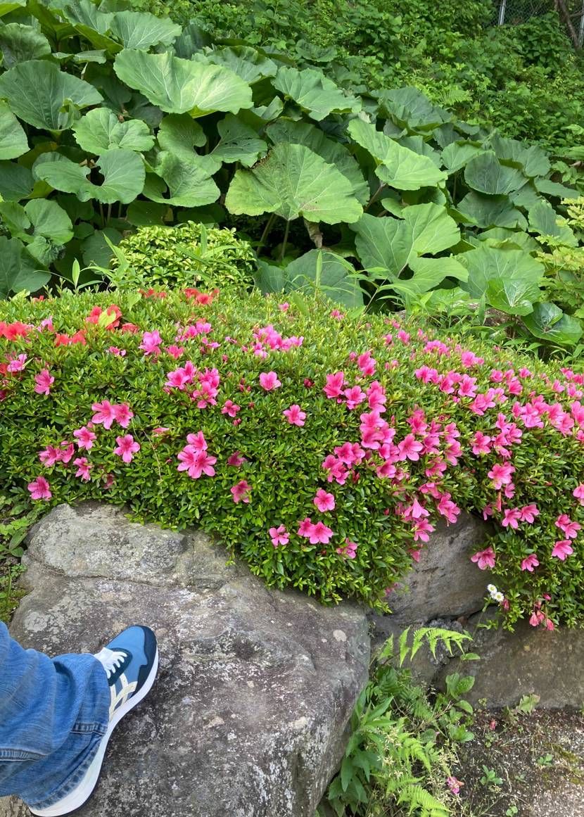 おはようございます🫡十日ぶりの休みを満喫する為🚶朝散歩からの