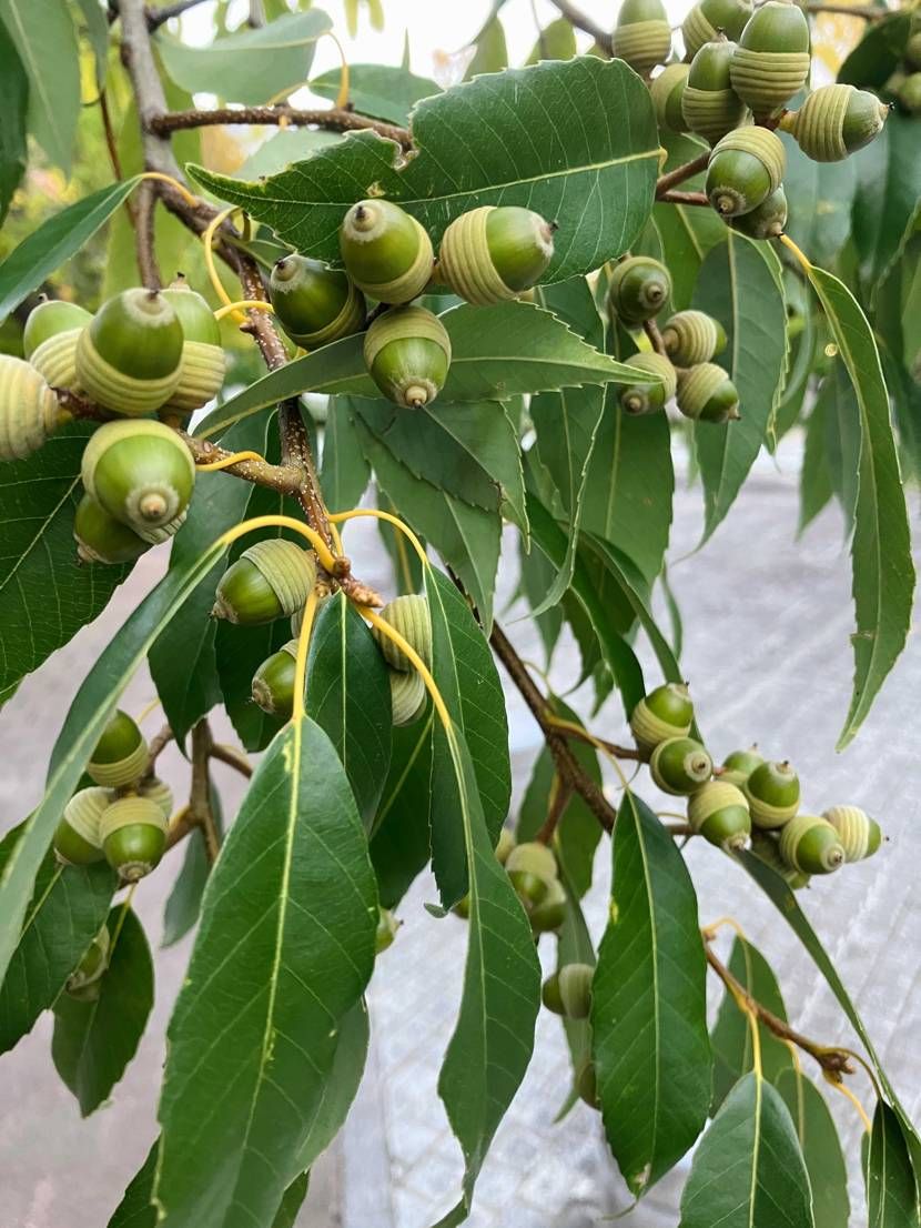 やっと黒デニムが履ける季節になりましたね🍂

ミリブ何処