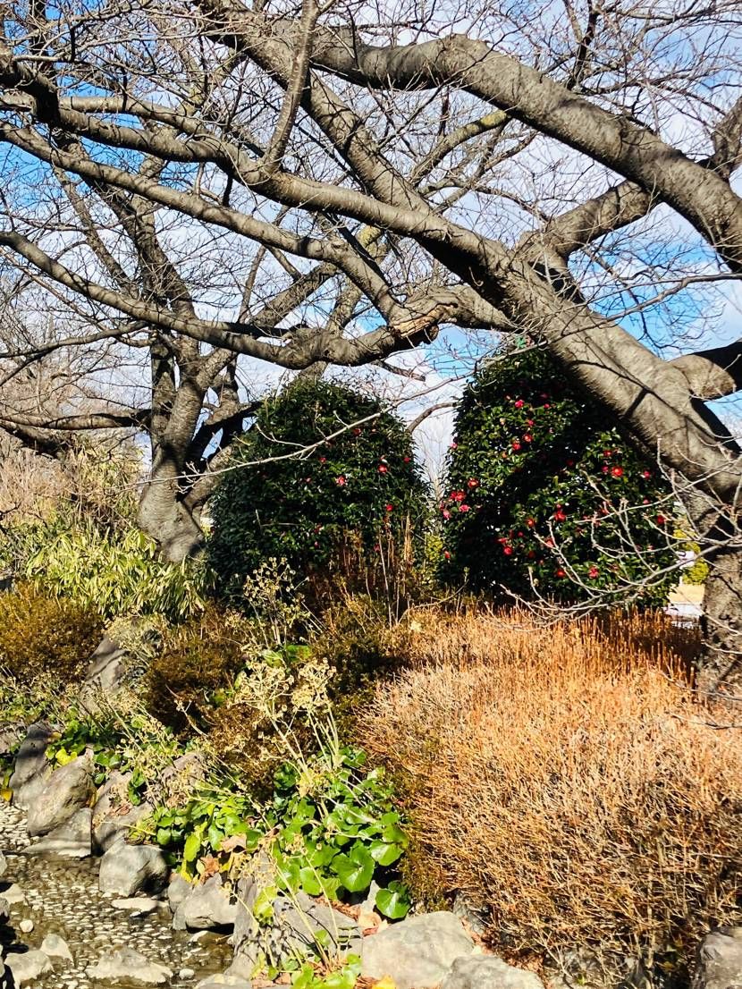 陽だまりの公園で崎陽軒の炒飯弁当をつまみに昼間っから呑む幸せ