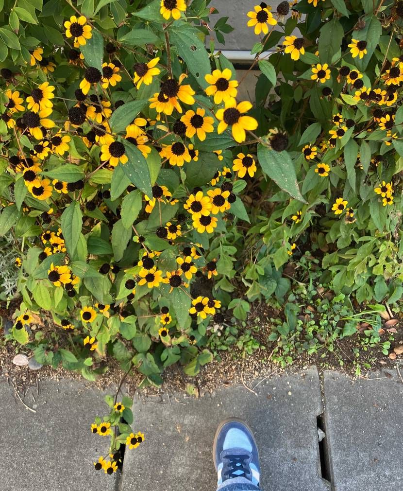 メッシュで涼しく履きやすくてこの夏履きまくりのスニーカー😆