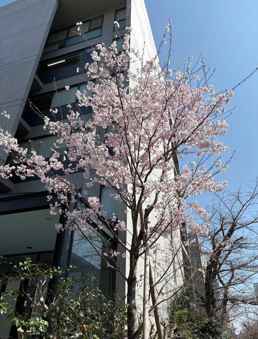 こんばんは😊
わかっちゃいたけど、やっぱり少ししか咲いてな