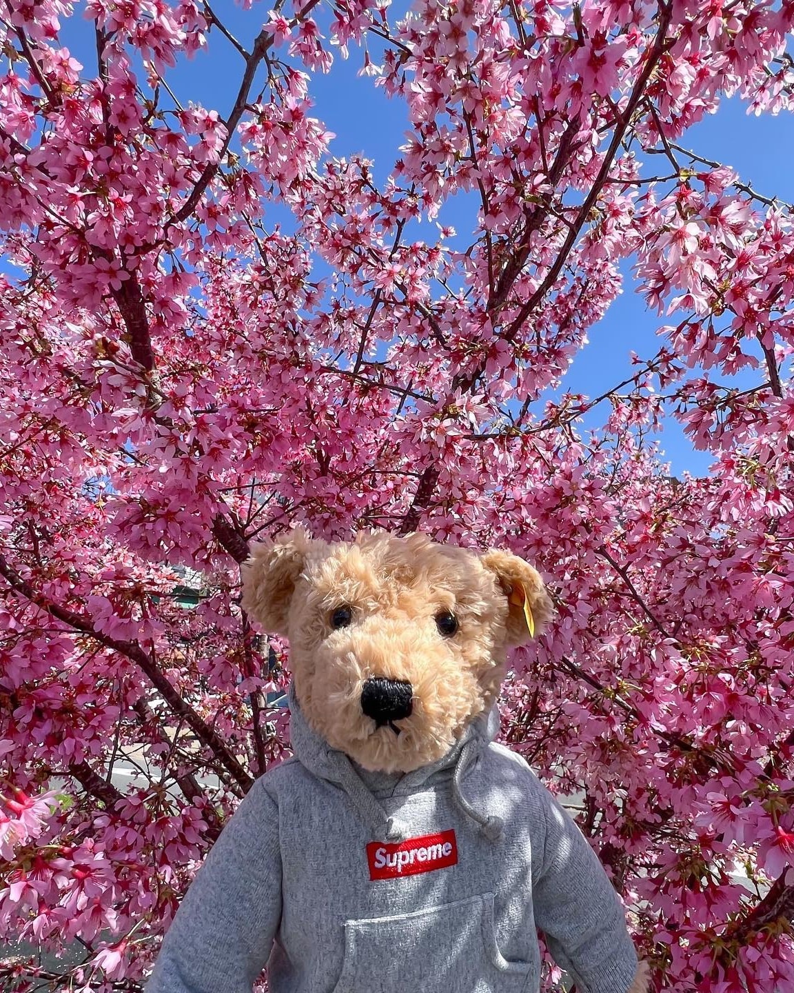 Supreme / Steiff® Bear 